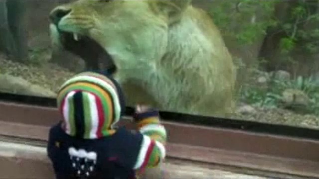 Лев хочет скушать малыша смотреть онлайн