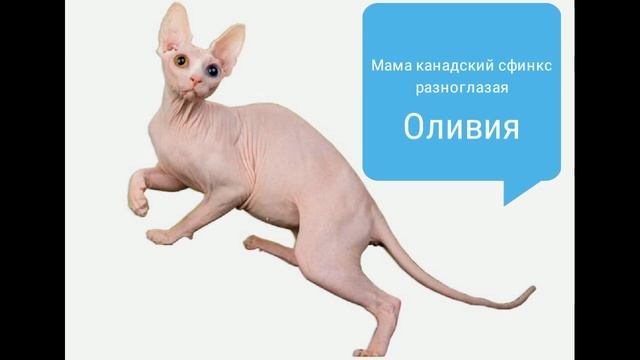 Двельф стандарт девочка Дельта смотреть онлайн