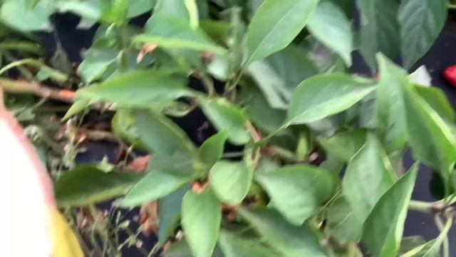 Я ЗАБОЛЕЛА/А КАК ЖЕ ТАМ МОЯ ДАЧА/ПОЕХАЛИ В ПОГРЕБ/РЕМОНТ НА ЧЕРДАКЕ ДАЧНОГО ДОМИКА смотреть онлайн