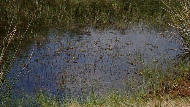 Meerkikker (Pelophylax Ridibundus)