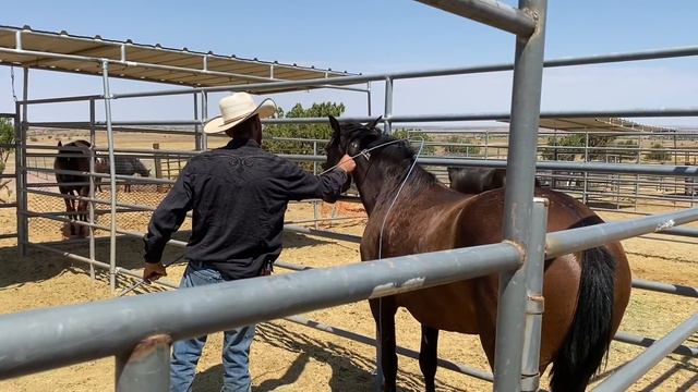 New Wild Mares! Different approaches to gentling wild horses смотреть онлайн