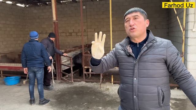 QO'Y BOQISH USLUBI ZOXITJON FERMER BARCHA SIRNI OCHDI