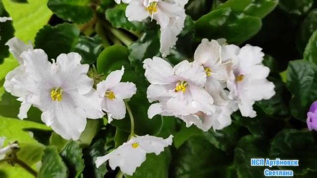 Красивые комнатные фиалки ! Белые фиалки сорт Букет невесты ! Saintpaulia ! смотреть онлайн