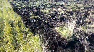 Минитрактор Русич 244 пашет по целине двуконным плугом