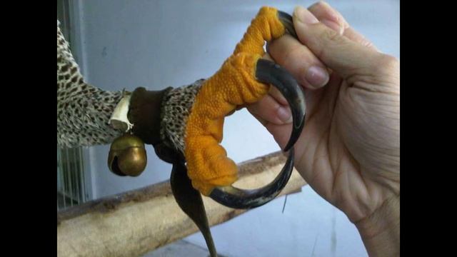 Гарпия. Harpy смотреть онлайн