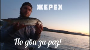 Ловля жереха на Волге в Тольятти летом в Августе, как поймать на перекатах