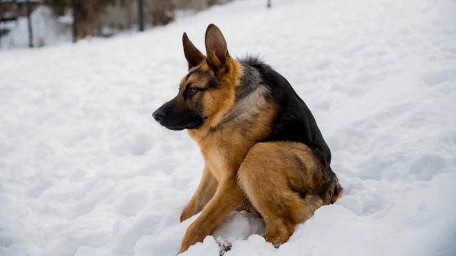DOGECOIN 5$ ? ЧТО БУДЕТ ДАЛЬШЕ ПОСЛЕ ЛИСТИНГА НА Coinbase. Рост Догикоин
