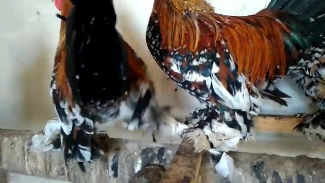 Бентамка-королек : МИЛЬФЛЕР МОХНОНОГИЙ парцеляновый - - маленькие курочки для украшения подворья. смотреть онлайн