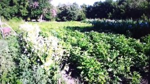 Душистый табак против колорадского жука