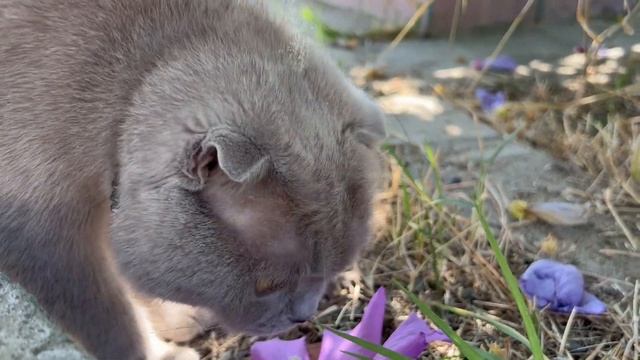 Идеальная Хрустящая Картошка и Баклажан. Домашние Чипсы. Дети в Восторге смотреть онлайн