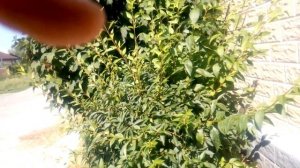 Форзиция. Стрижка форзиции. Как сформировать шар.