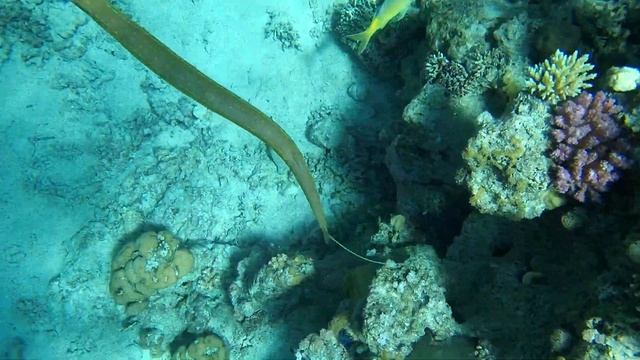 Обитатели Красного моря - рыба-флейта / Cornetfish. Отель Reef Oasis Blue Bay, Шарм-эль-Шейх. смотреть онлайн