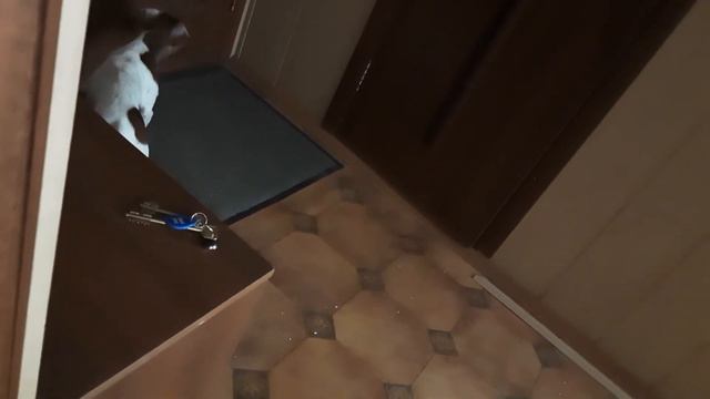 щеночек Джесси скучает по хозяину смотреть онлайн