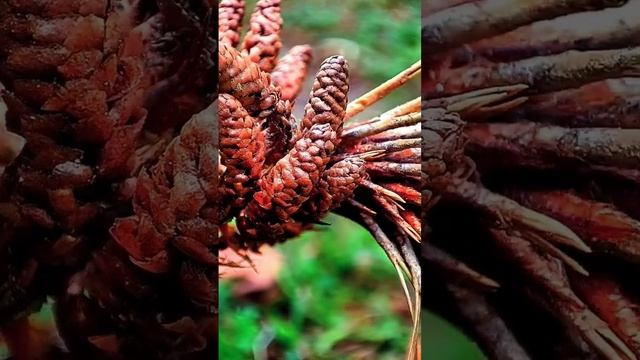 Pinus wallichiana Plant closeup смотреть онлайн
