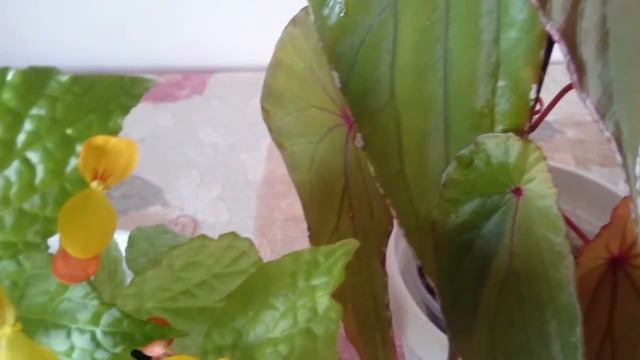 Моя коллекция бегоний. Begonia Buttercup. Begonia. Nothoboramensis. Begonia.Melanobullata.