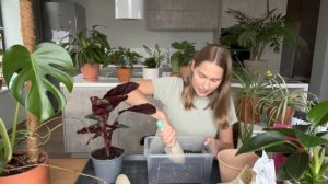 Пересадка Калетеи. Идеальный грунт для Калатеи.