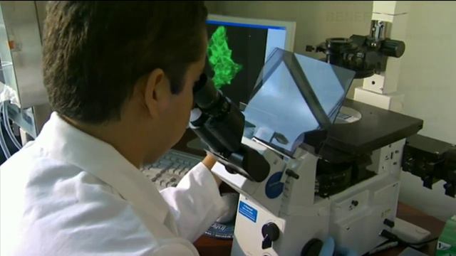 MAHIWAGANG DAHON NG HALAMANG STEVIA GINAGAWANG ASUKAL AT PANLABAN SA DIABETES смотреть онлайн