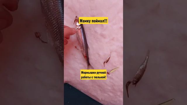 Поймал МАМКУ! Мормышки ручной работы +тюлька дали результат! #васярыбаков #рекомендации #корюшка смотреть онлайн