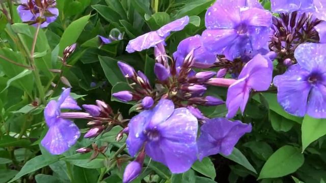 Флокс ЛЕ МАДИ - обзор, описание, цветение, отзыв. смотреть онлайн