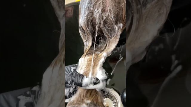 AIRTOUCH original #airtouch #airtouchoriginal #аиртач #окрашивание #окрашиваниеволос #блонд #стрижк смотреть онлайн