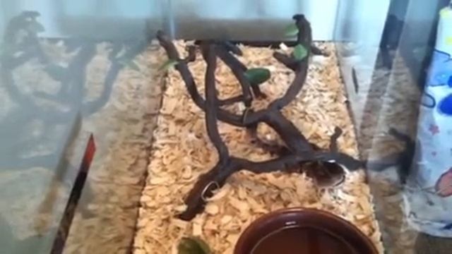 Baby ball python kills first mouse смотреть онлайн