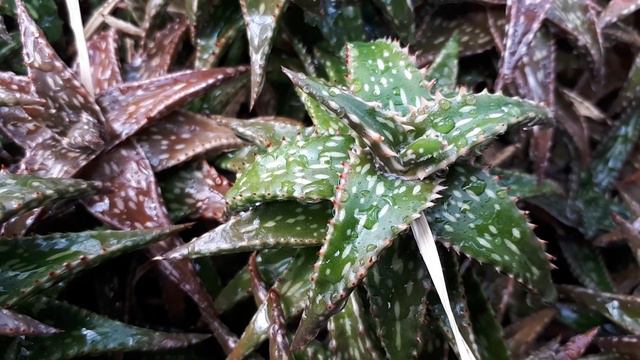 Aloe somaliensis - grow & care (Somalian aloe) смотреть онлайн