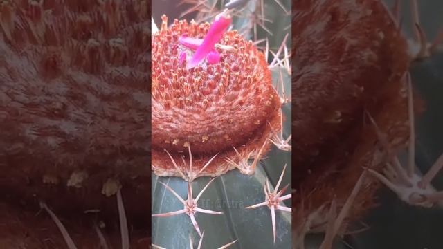 А у вас дома есть съедобный кактус? смотреть онлайн