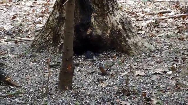 Зяблики в Битцевском лесу района Ясенево 在莫斯科的鳥類 смотреть онлайн