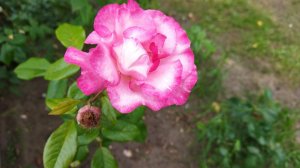 Плетистая роза Хендель (rose Handel), описание сорта, мои впечатления, цветение 31 июля 2022