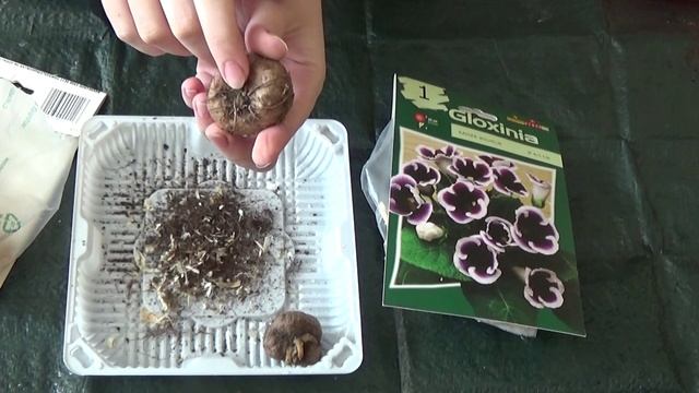 Что делать с купленным клубнем глоксинии? смотреть онлайн