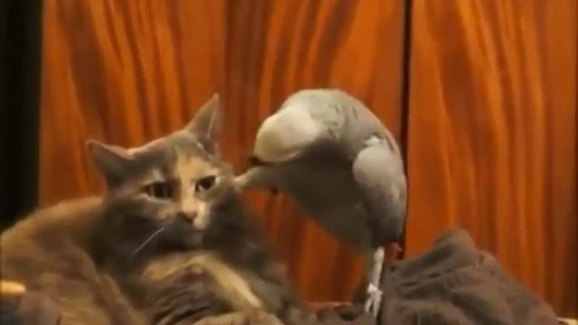 Галустян озвучивает попугая