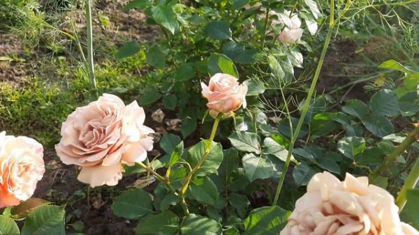 116#Роза Мокароза//Rosa Mokarosa// Немного лета и хорошего настроения//09.22.23