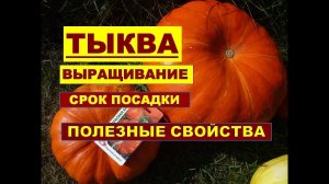 ТЫКВА- ПОСАДКА в открытый грунт. КАК ПОСАДИТЬ И ВЫРАЩИВАТЬ ТЫКВУ_ ПОЛЕЗНЫЕ СВОЙСТВА ТЫКВЫ