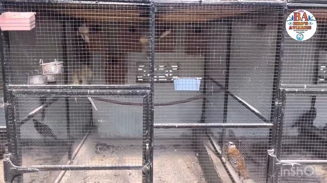 Birds Winter Season Treatment || Giveaway Birds Gift to Lucky Viewer hurry up || Nd Attack Safe Bir смотреть онлайн
