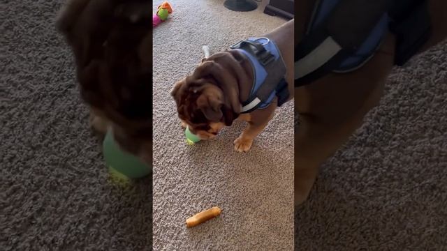 Teddy the English Bulldog jumps for the doorbell....and that's it #2 смотреть онлайн