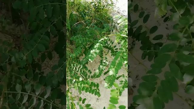 Цикады - поющие насекомые. смотреть онлайн