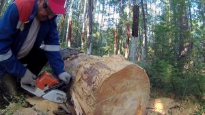 Заготовка дров