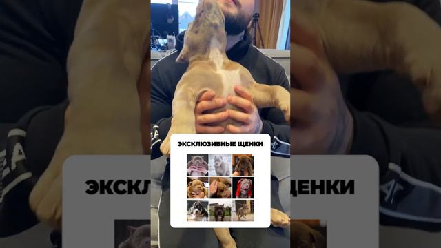 Уникальный Щенок американского булли за 350000 рублей умеет вычесывать бороду.