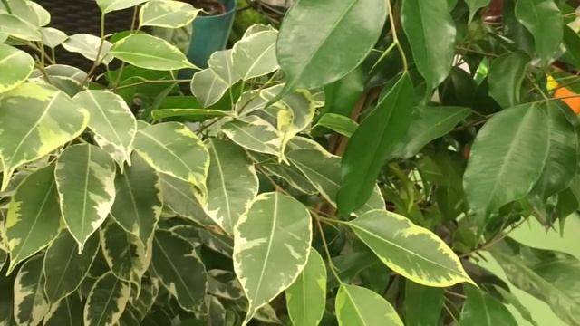 ФИКУС БЕНДЖАМИНА - ВЫРАЩИВАНИЕ, БОЛЕЗНИ, ВРЕДИТЕЛИ, УХОД. Фикус сбрасывает листья, листья желтеют смотреть онлайн