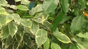 ФИКУС БЕНДЖАМИНА - ВЫРАЩИВАНИЕ, БОЛЕЗНИ, ВРЕДИТЕЛИ, УХОД. Фикус сбрасывает листья, листья желтеют