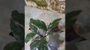 Как я укореняю псевдоэрантемум??????How do I root a pseudoerantemum