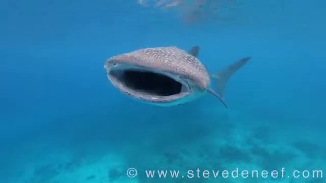 Whale shark Rhincodon typus in HD Nature on Vimeo смотреть онлайн