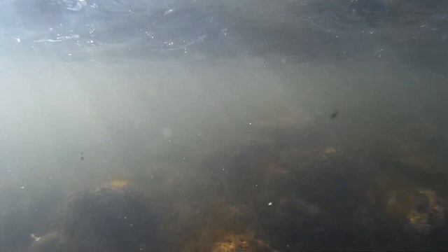 Чуть не уплыла камера. (республика Алтай, г. Горно-Алтайск) смотреть онлайн
