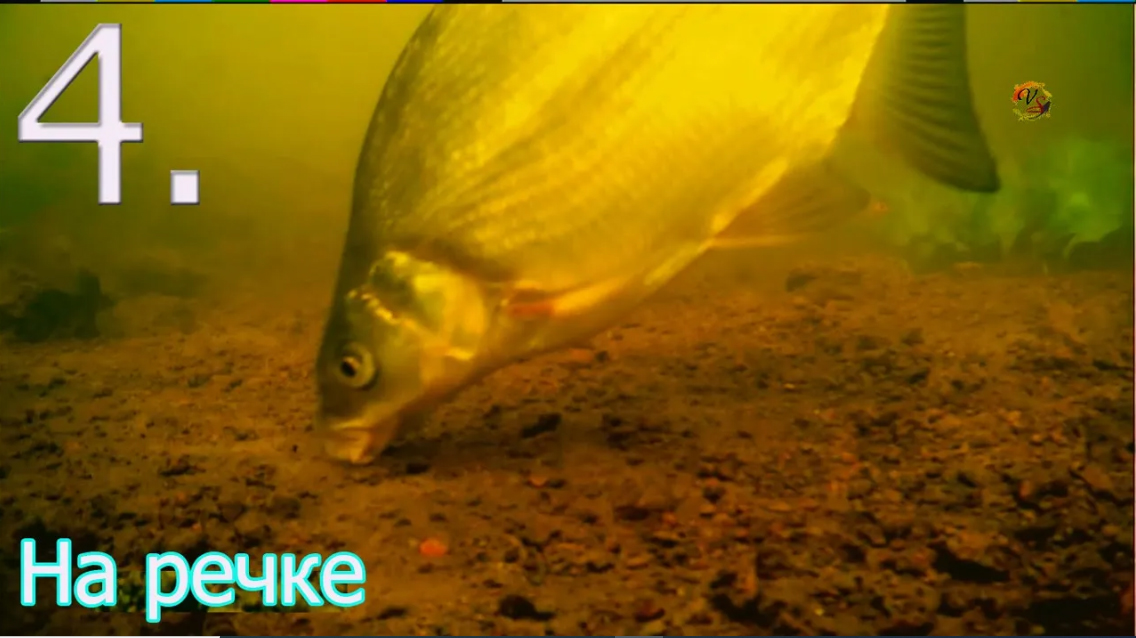 4. Рыбалка на речке на боковой кивок, насадка опарыш, Ловля плотвы, леща, подводная съёмка. Часть 4. смотреть онлайн