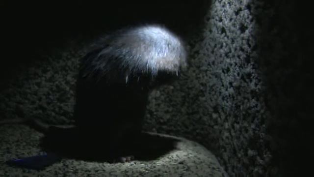 Ночная крыса. Rat смотреть онлайн