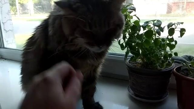 Мама пяти кошек из Запорожья. У меня был сюрприз . Усы ,лапы, хвост - вот мои документы! смотреть онлайн