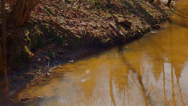 Река🌊 протекает между густым лесом🌲, который дышит жизнью,🐦 полным пение птиц смотреть онлайн