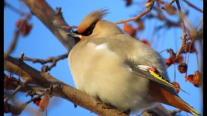 ИНТЕРЕСНЫЕ ФАКТЫ О СВИРИСТЕЛЕ