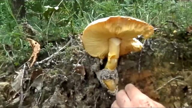 Amanita caesarea ederrak (kuletoa, ou de reig, oronja, ovuli... spettacolare) смотреть онлайн