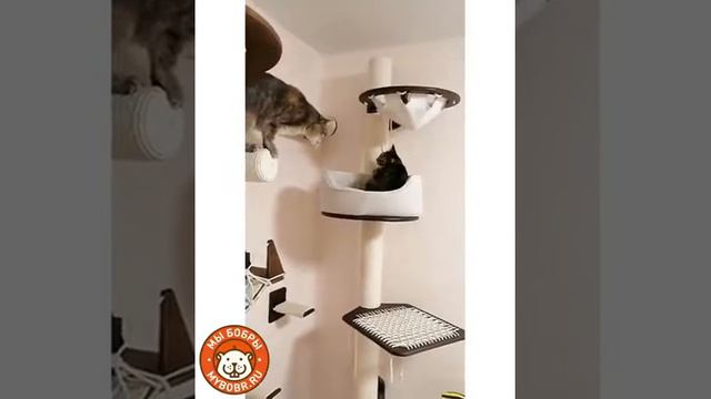"Мы Бобры"-мы знаем, что любят котики! смотреть онлайн